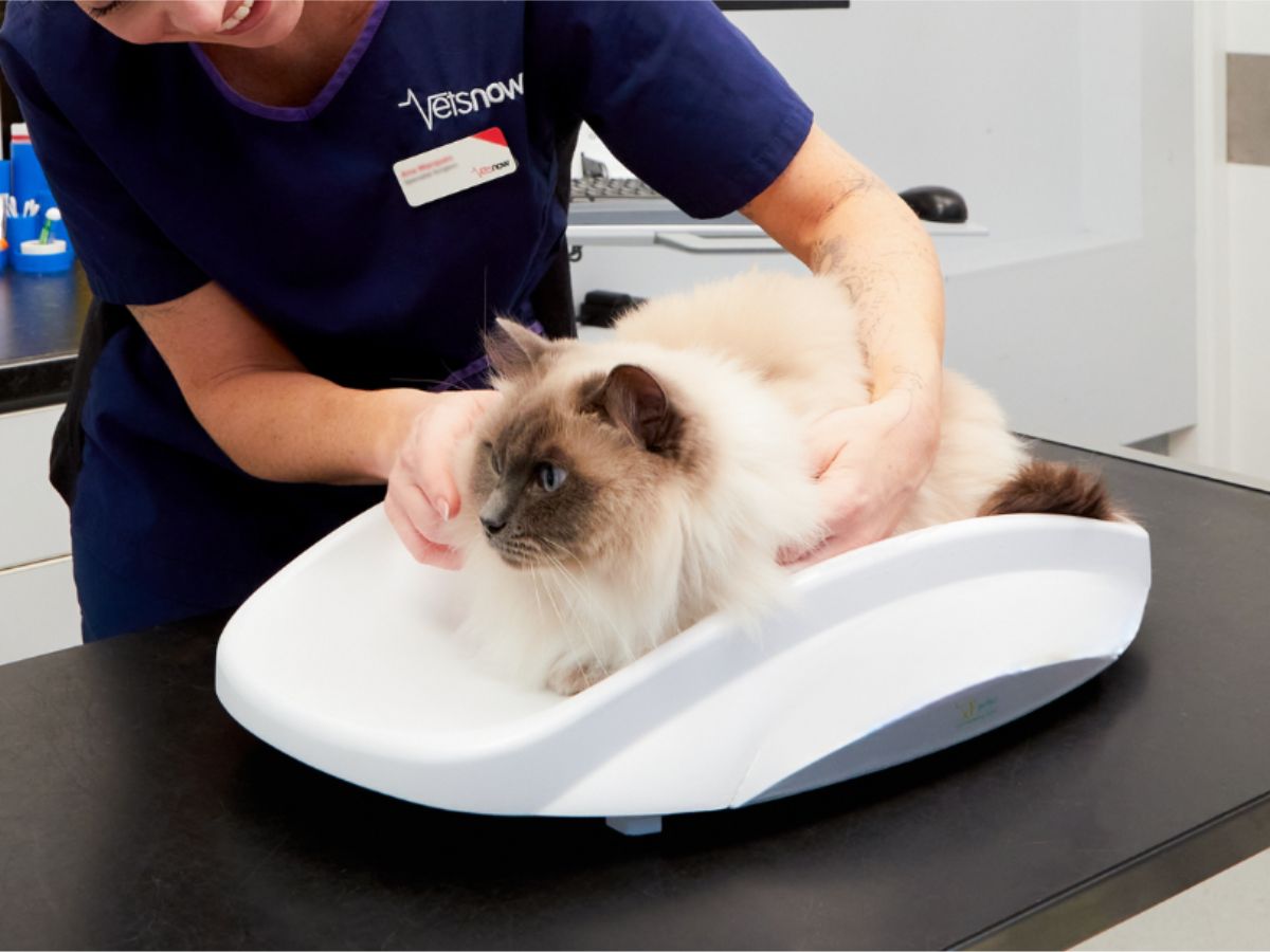 cat-being-weighed-vets-now