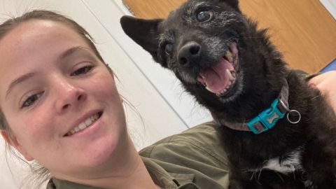 vet professional with black dog